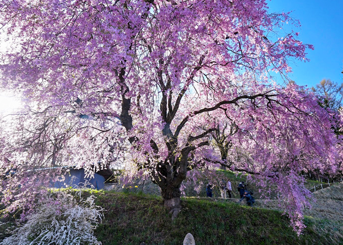 在日本巡游最美村庄的樱花