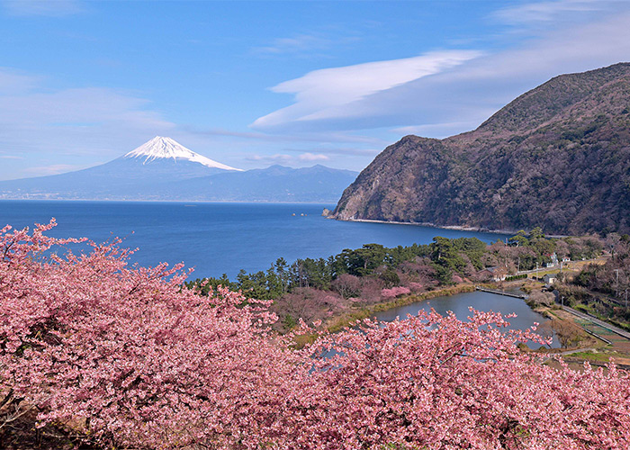 Kawazu Cherry Blossoms and Mount Fuji