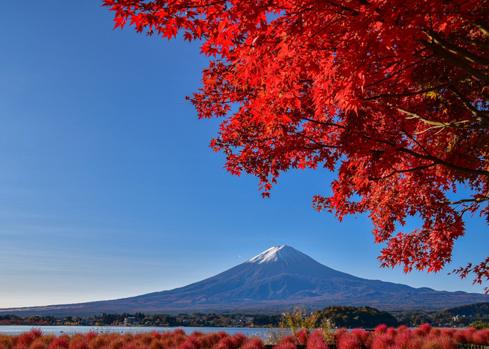 富士山與楓葉