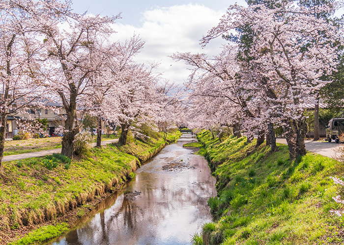 Cherry Blossoms at Full Bloom in Oshino Hakkai (The Eight Springs of Oshino)