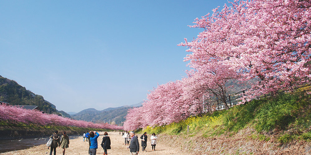 Kawazu-zakura cherry trees